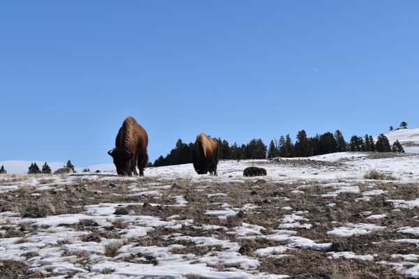 Yellowstone National Park March 2021 Trip Report